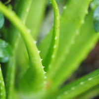 Aloevera