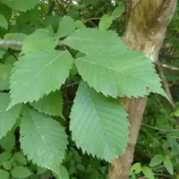 Slippery Elm